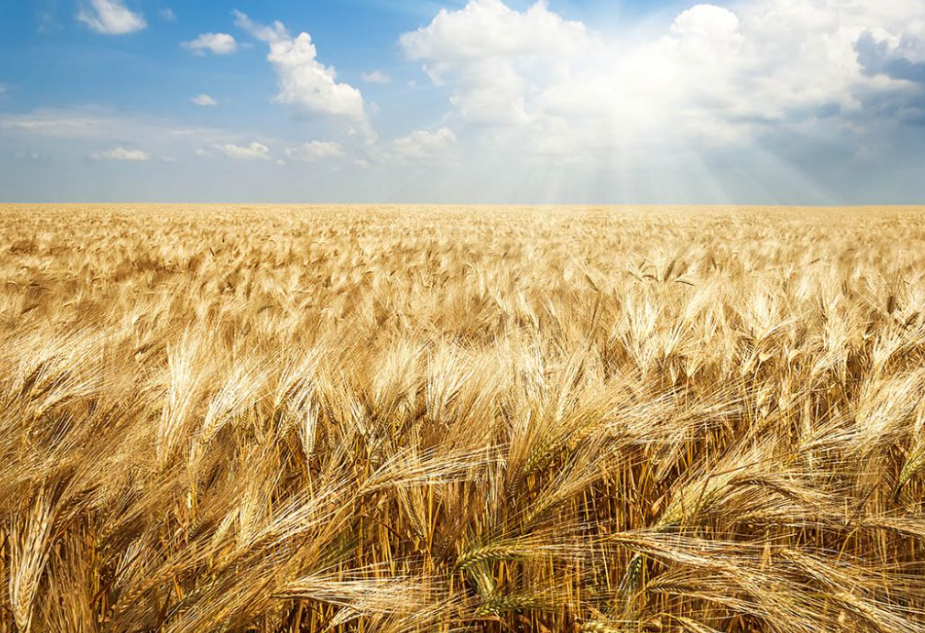 Read more about the article Vital Importance Of A Grain Inventory Management System