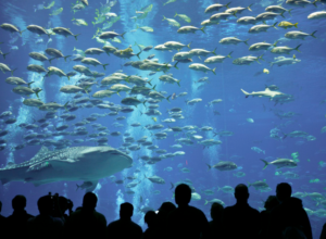 Read more about the article 4 Considerations You Should Make Before Visiting an Oceanarium of the Indian Ocean