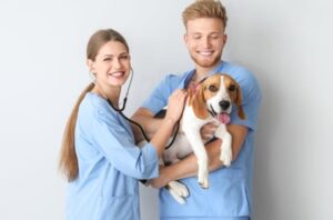 Read more about the article 5 Key Benefits of Regular Animal Wellness Care in Dunwoody, GA