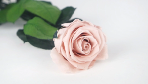 Read more about the article Creative Ways to Use Preserved Rose Stems in Home Decor