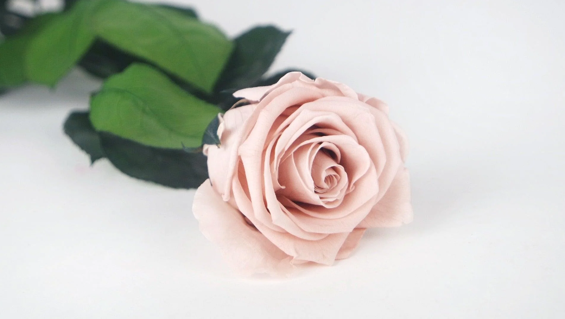 Read more about the article Creative Ways to Use Preserved Rose Stems in Home Decor