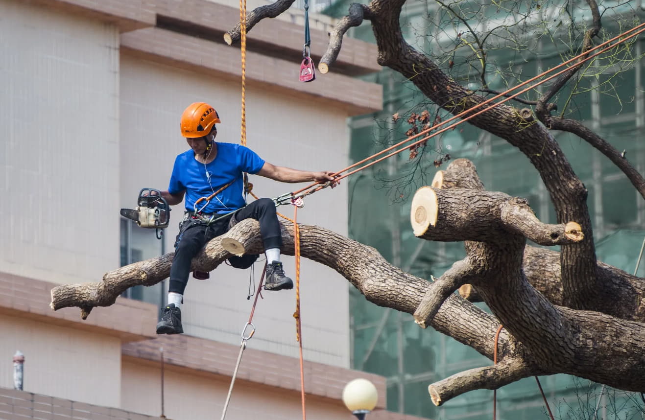 Read more about the article Branching Out: Choosing Arborist Rope for Every Tree Task