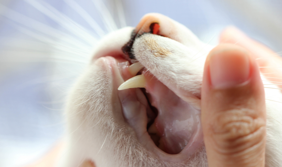 You are currently viewing Necessary Nudges: When Cat Tooth Removal Becomes Essential