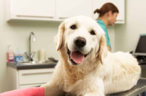 Read more about the article Enhance Your Pet’s Smile with Animal Dental Services in Dunwoody, GA