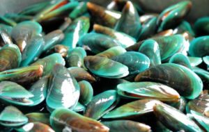 green lipped mussels in NZ