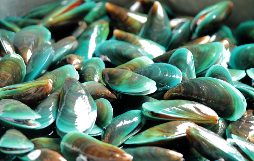 You are currently viewing Exploring the Unique Features of Green Lipped Mussels in NZ