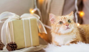 Read more about the article A Guide To Variety Of Gifts For Cat Lovers To Choose From