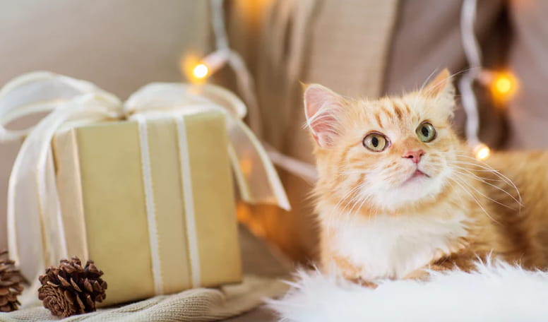 Read more about the article A Guide To Variety Of Gifts For Cat Lovers To Choose From